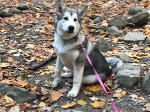 Winnie from North Brookfield -Jennings Canine Consulting